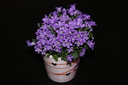Hoa, màu tím, thực vật