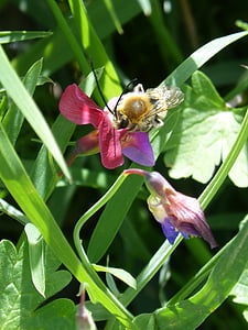 Drone, kwiat, Líbar, anteny, owad, pyłek, Natura