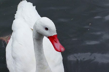 swan, duck, bird, water fowl, wildlife, wedding, outdoors