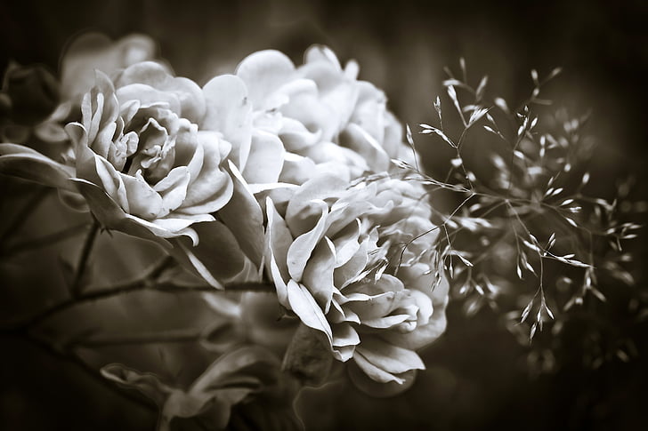 alb-negru, floare, floare, Close-up, Flora, flori, petale