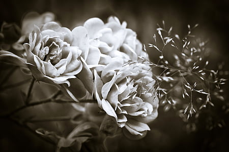 black-and-white, bloom, blossom, close-up, flora, flowers, petals