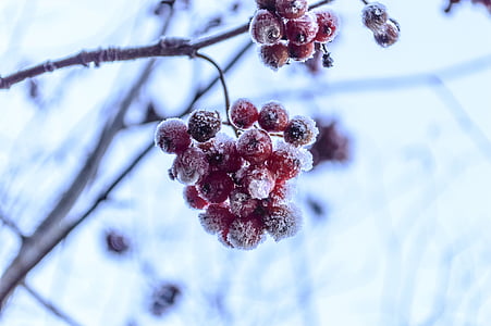 rosehip, Taman, embun beku, buah, pinggul, musim dingin, musim gugur