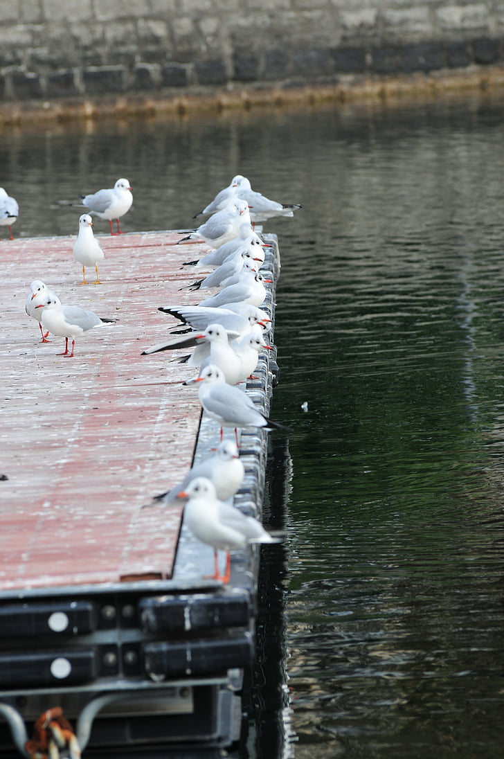 lake, seagulls, bird