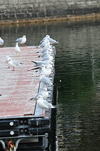 Lake, Seagulls, lind