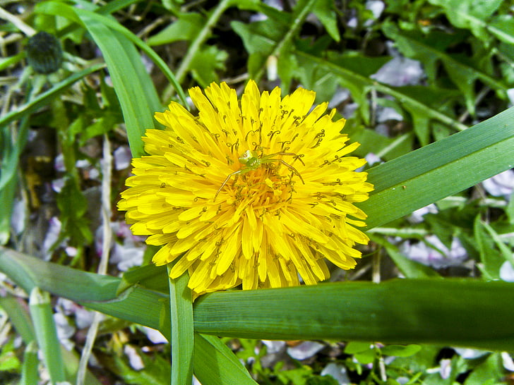 flowers, dandelion, nature, spider, insects, yellow
