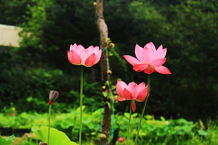Lotus, daechung, Lotus dorp