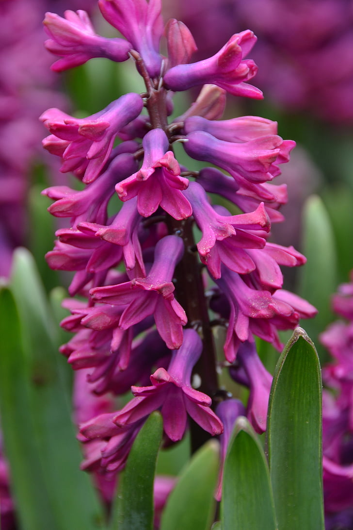 Hyacint, Bloom, fialová