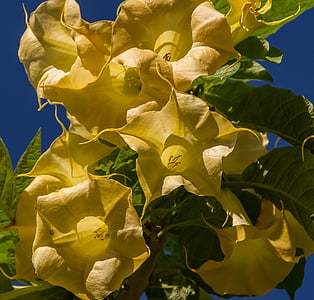 flores, amarillo, Angel de trompeta, Brugmansia, floraciones, jardín, grandes