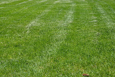 grass, green, golf grass, baseball grass