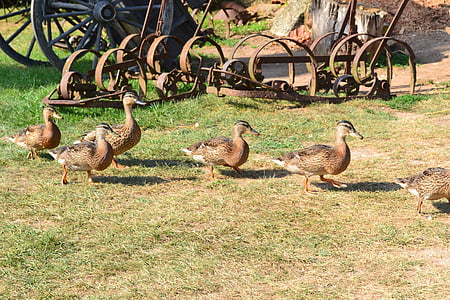 duck, ducks, canes, poultry, female duck, farm