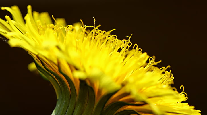 Klauzúrás nővérek, sárga, vadvirágok, pitypang, tavaszi, növény, Sonchus oleraceus