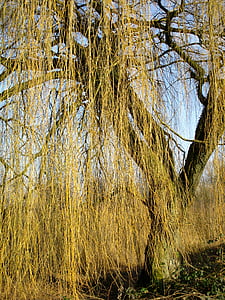Weeping willow, padang rumput, pohon, suku, cabang, menggantung, alam