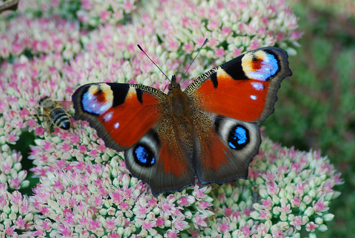 Peacock butterfly, tauriņš, aizveriet