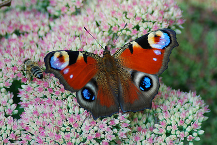 Peacock vlinder, vlinder, sluiten