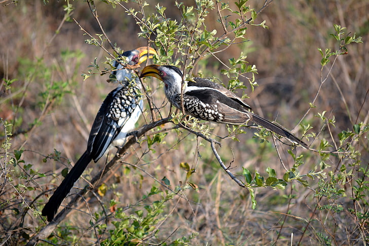 dva ptáci, Krugerův park, Afrika