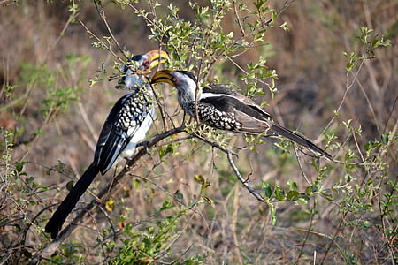 two birds, kruger park, africa
