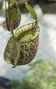 pitcher, plant, carnivorous, botanical, insect, catcher, gardens