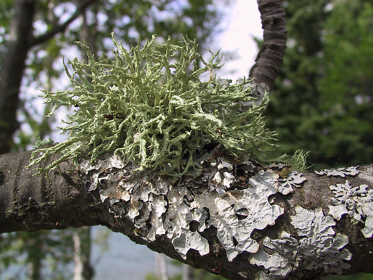 Moss, lichen, copac, natura, pădure, textura, Flora