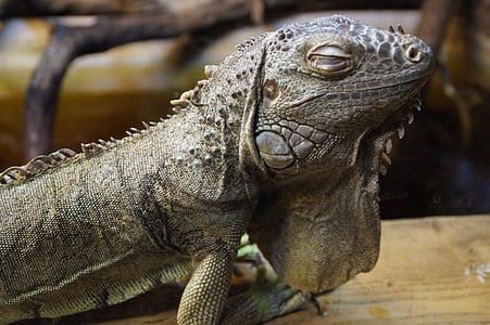 Iguana verda, drac, tancar, Retrat d'animals, rèptil, llangardaix, escala