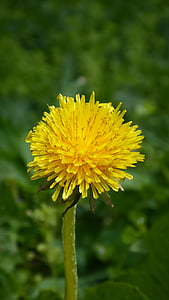 dandelion, green, yellow, blossom, bloom, pointed flower, nature