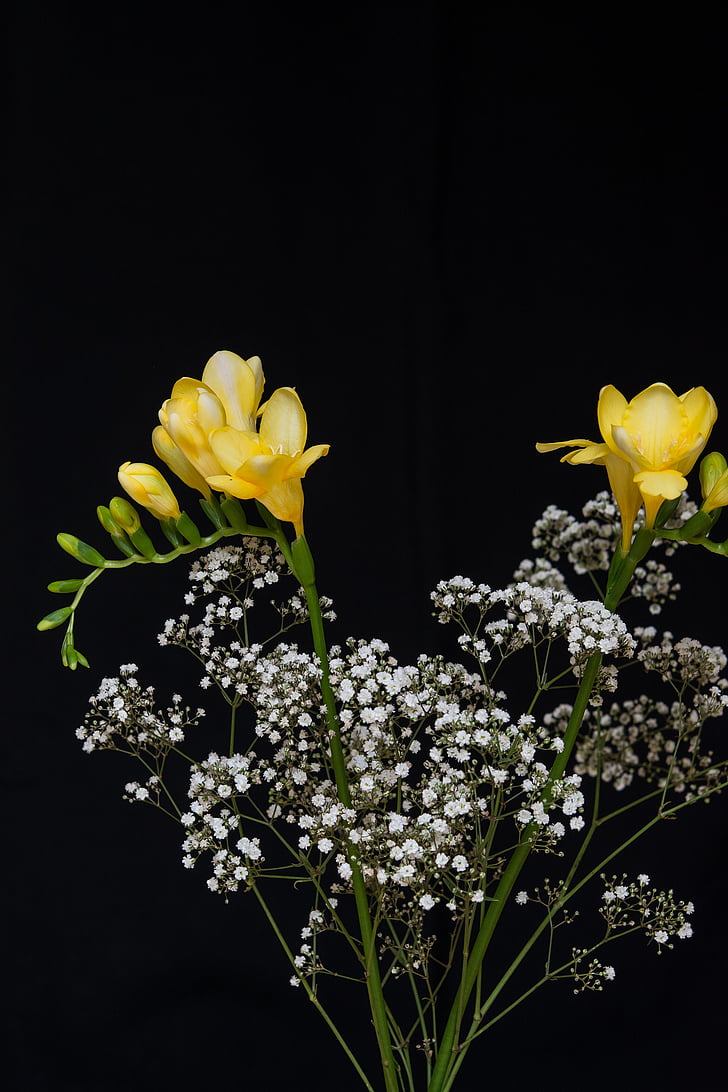 fiori, fiori gialli, sia, sia giallo, faticoso, schnittblume, floristica