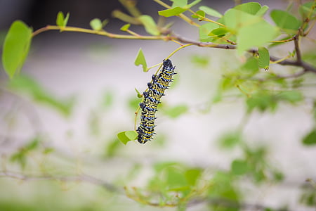 Firma Caterpillar, pozostawia, zielony, Motyl, ćma, owad, makro