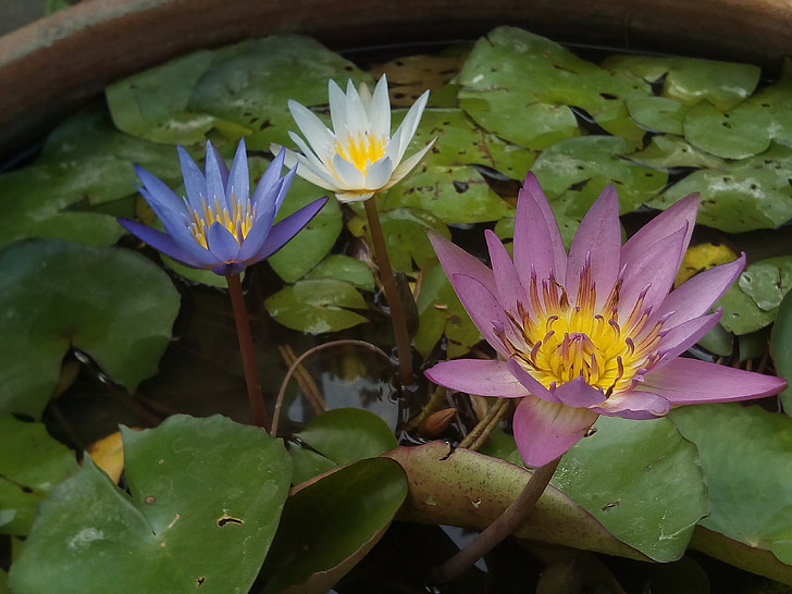 daun Lotus, Lotus, tanaman air, bunga, Lotus lake, bunga teratai putih, Lotus basin