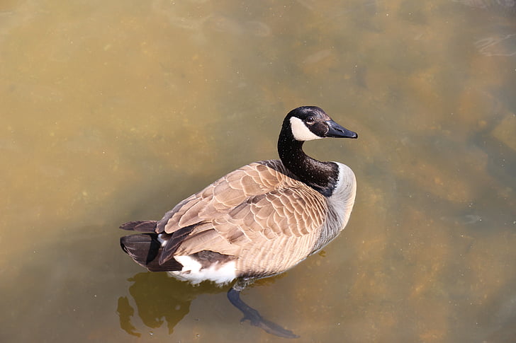 duck, large, bird, water bird, plumage, bill, wing
