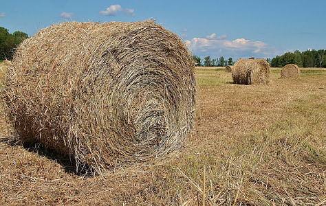 hay bales, field, farm, landscape, haying, meadow, countryside