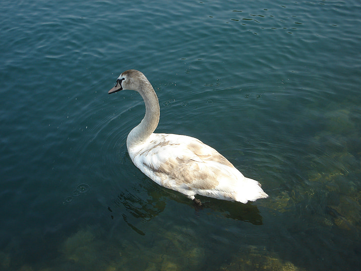 Swan, fåglar, sjön, vatten, fågel, naturen, djur