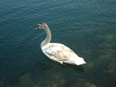 Swan, vtáky, jazero, vody, vták, Príroda, zviera