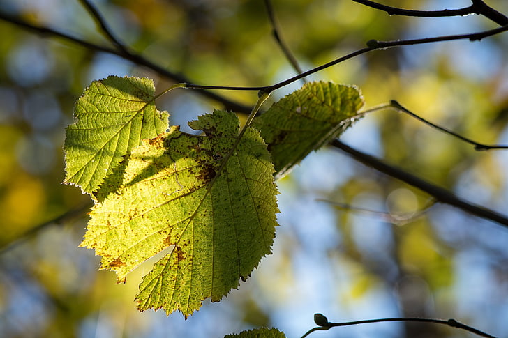 hojas, verde, amarillo, sucursales, otoño, decoloración, naturaleza