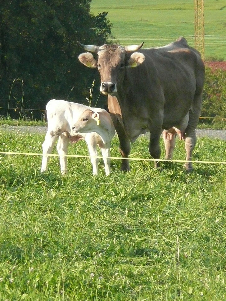 cow, calf, agriculture, dairy cattle
