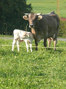 tehén, borjú, mezőgazdaság, tejelő szarvasmarha