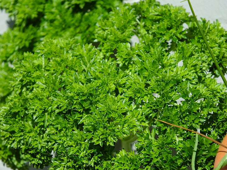 julivert, herbes, planta, espècies, verd, herbes de cuina, aliments