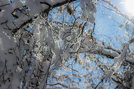 nieve, tazón de fuente, rama de nieve, luces, naturaleza, temperatura fría, árbol