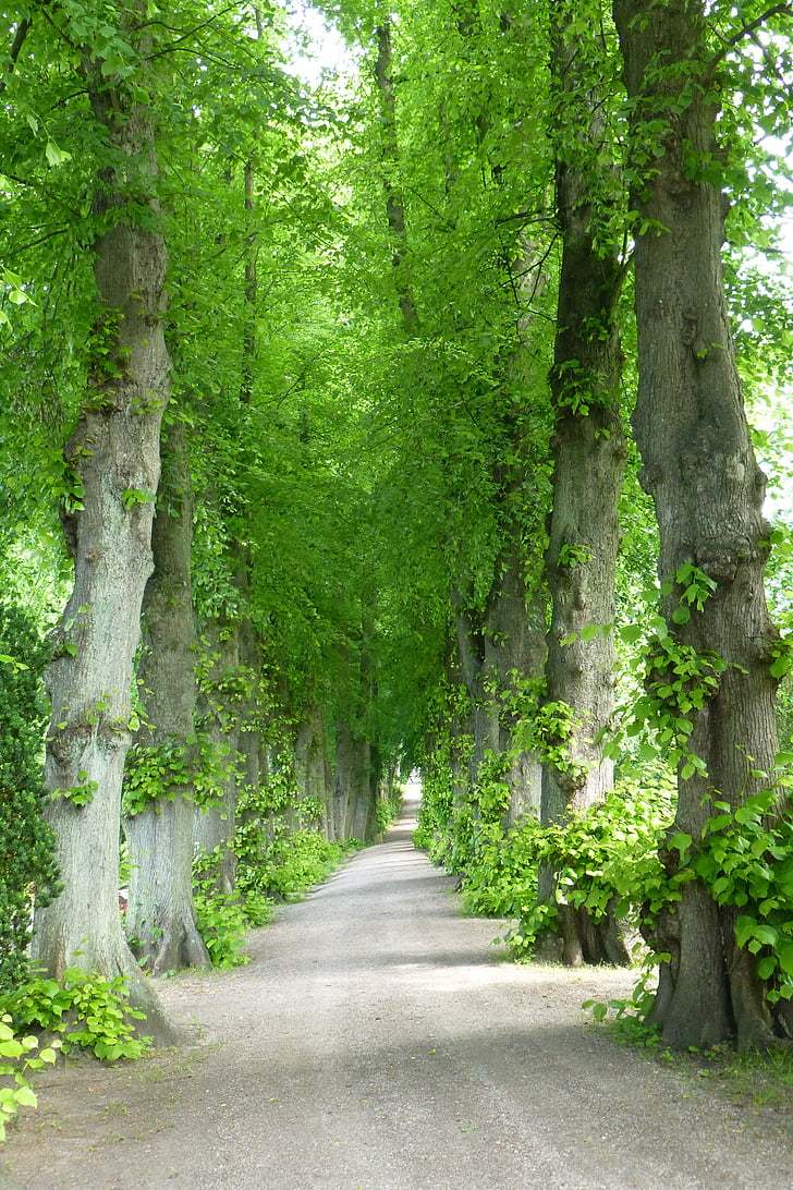 Avenida, distancia, árbol, naturaleza, recuperación, senderismo, romántica
