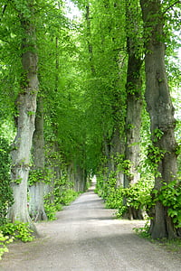 Avenue, od, drzewo, Natura, odzyskiwanie, piesze wycieczki, romantyczny