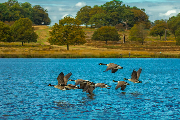 вятър гъски, езеро, мигриращи, птици, години, страна, Лондон