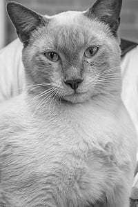 zwierząt, Fotografia zwierząt, czarno-białe, Kot, szczelnie-do góry, ładny, Koci