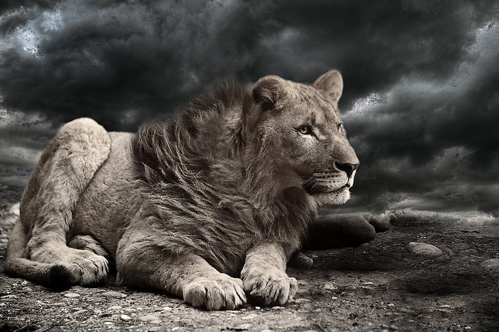 lion, wind, storm, clouds, weather, animal, africa