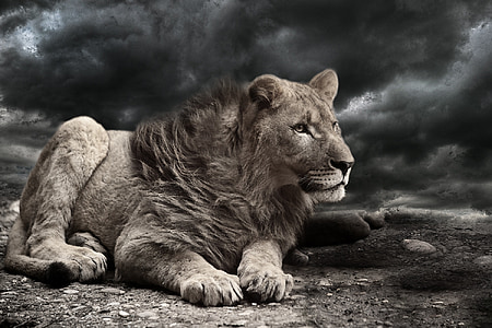 oroszlán, szél, vihar, felhők, Időjárás, állat, Afrika