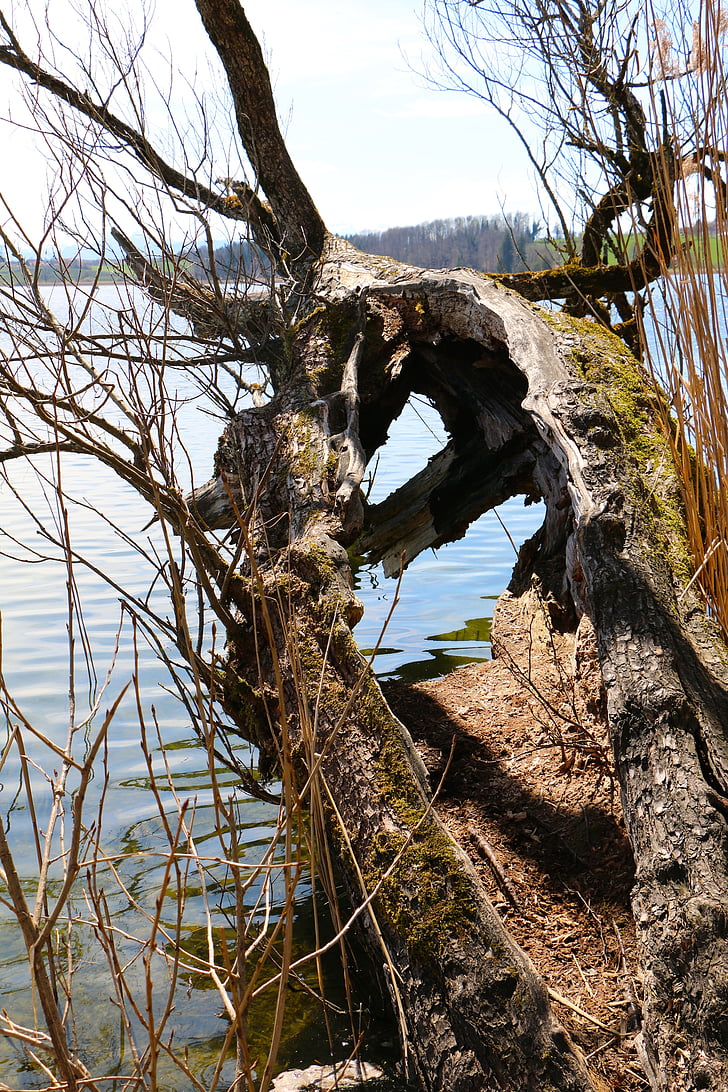 natura, copac, Split, Lacul