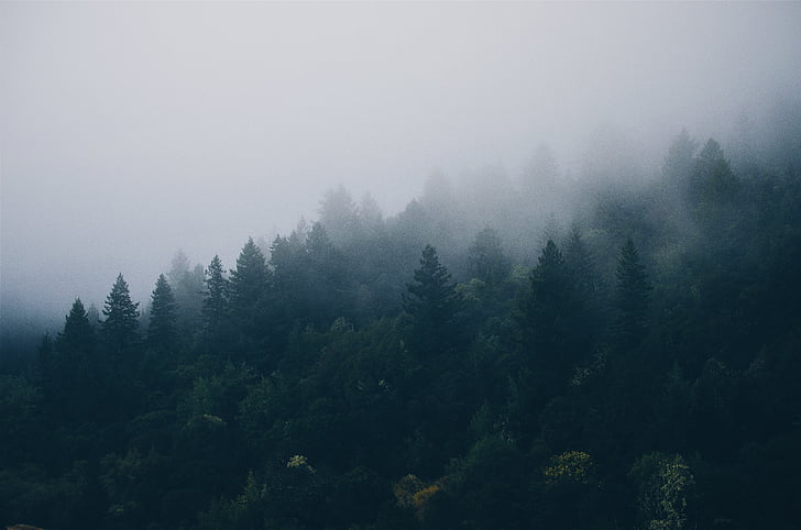 árvores, nevoeiro, floresta, Forrest, névoa, nebuloso, floresta