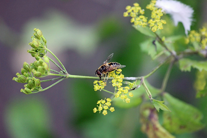 WASP, včela, květ, závod, zelená, makro