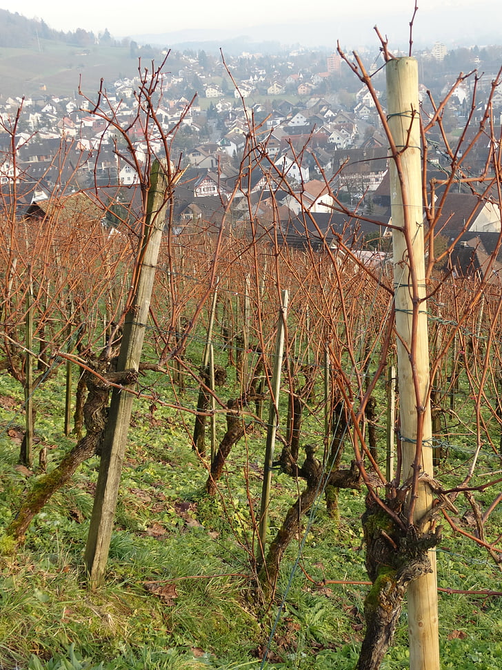 wijngaard, Grapevine, wijn dorp, Grapevine landschap, vine in de winter, natuur, boom
