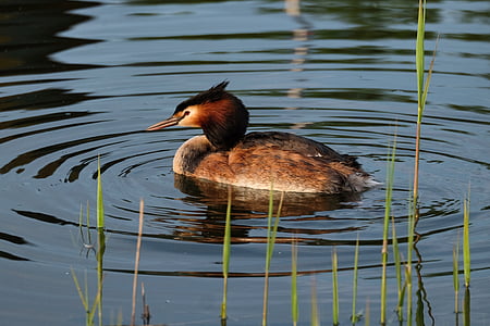 great crested grebe, water bird, water, nature, idyll, pond, mood