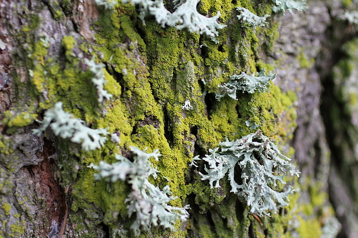 lichen, trunk, wood, tree, nature, moss, bark