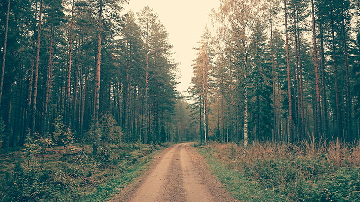 Road, metsa, päev, aeg, loodus, maastik, puud