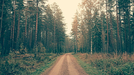 Road, skov, dag, tid, natur, landskab, træer